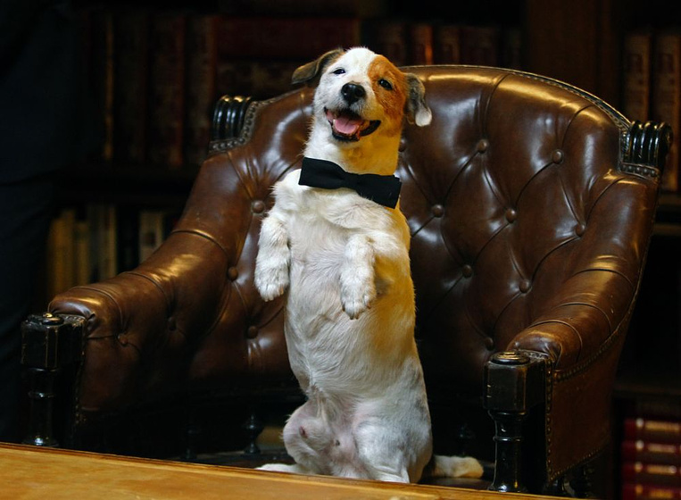 Imagen de Pancho. El Perro Millonario