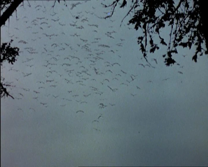 Imagen de Los Pájaros
