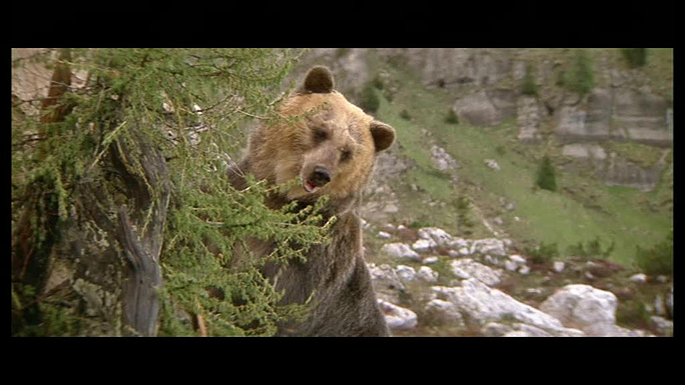Imagen de El Oso