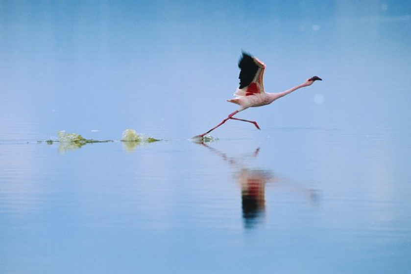 Imagen de The Crimson Wing: Mystery of the Flamingos