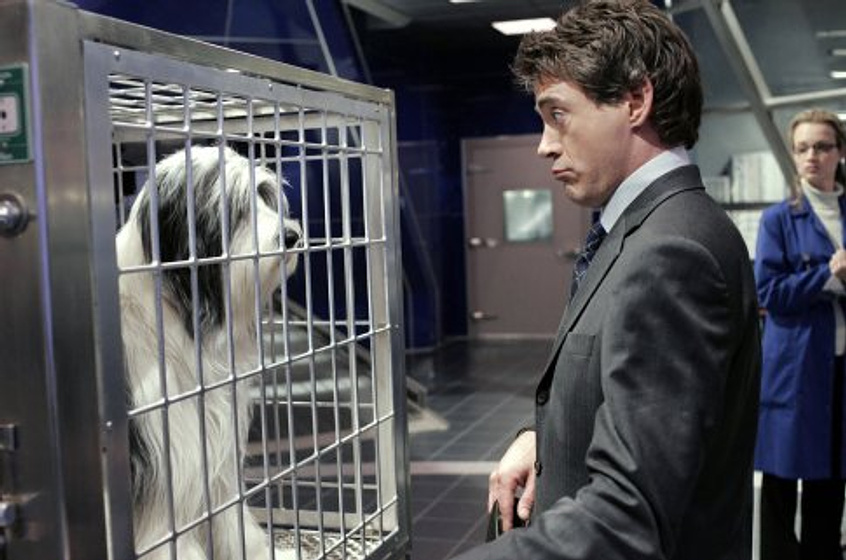 Robert Downey Jr. en Cariño, estoy hecho un perro