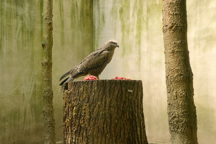 Imagen de Bird island
