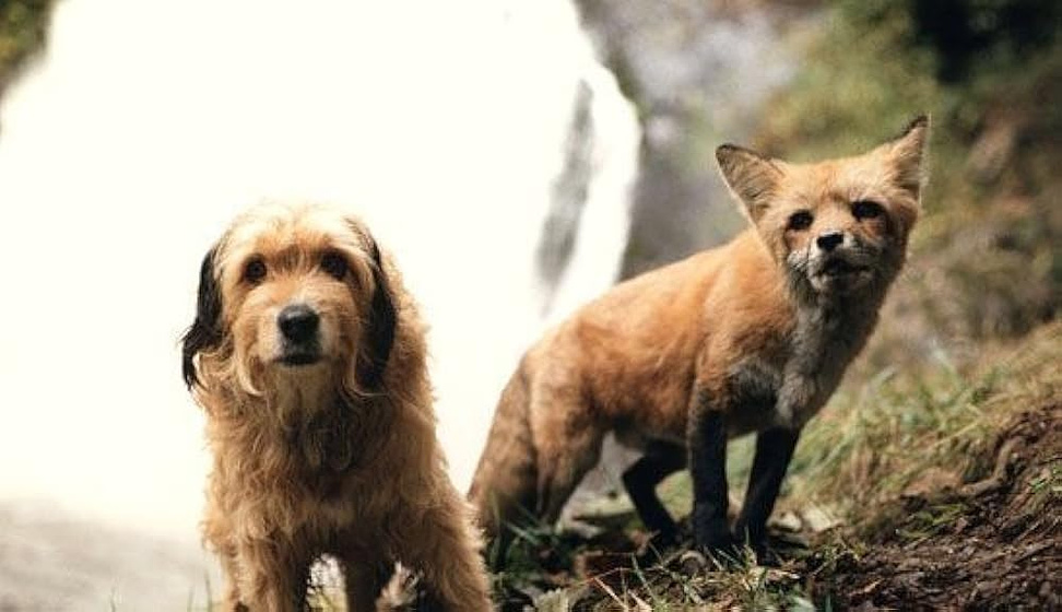 Imagen de cuatro-cachorros-para-salvar