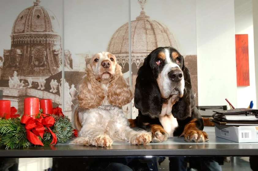 Imagen de zwei-weihnachtshunde