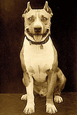 picture of actor Luke the Dog