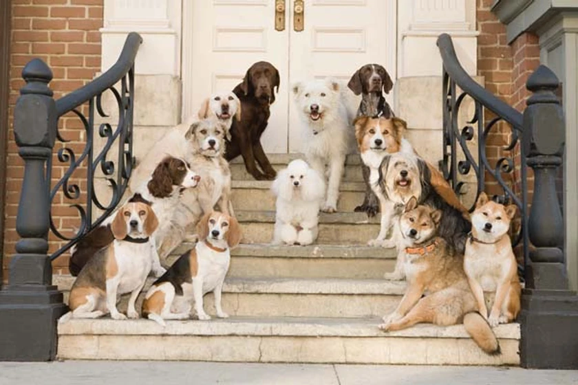 Imagen de Hotel para Perros