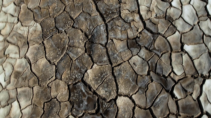 Imagen de What does the Mud Whisper?