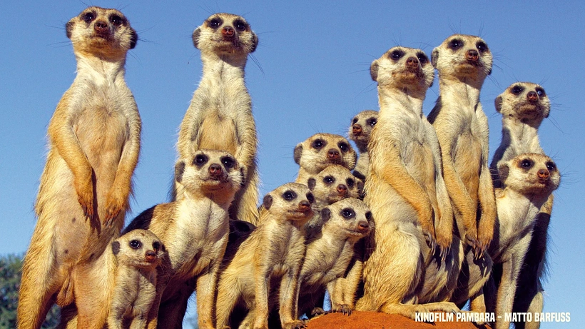 Imagen de Pambara