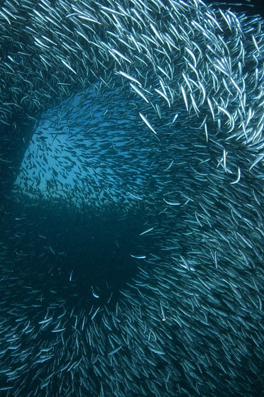 Imagen de Under the Sea 3D