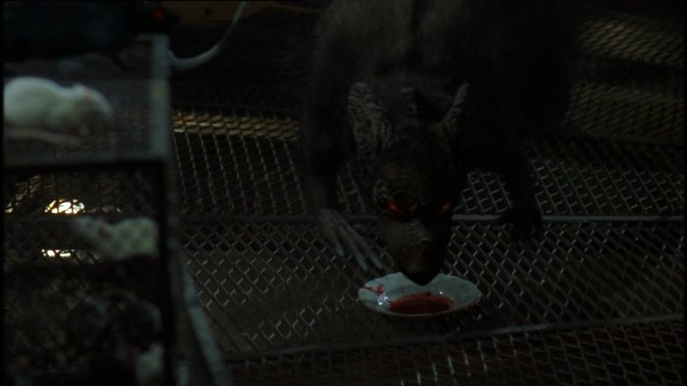 Imagen de Ratas en el Internado