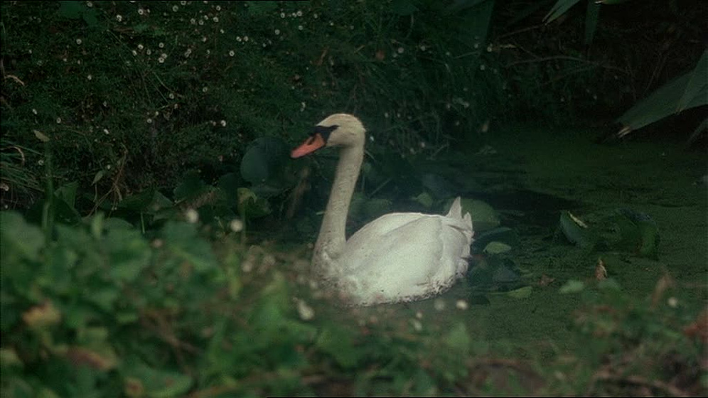 Imagen de Picnic en Hanging Rock