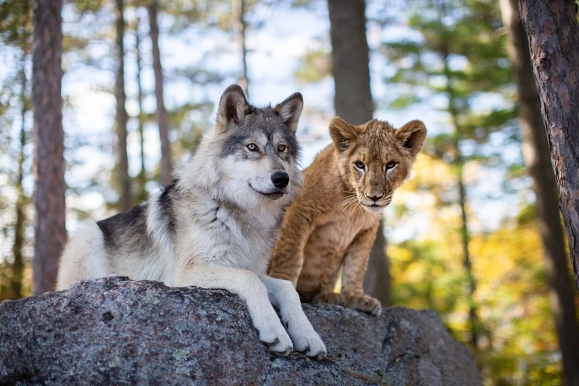 Imagen de el-lobo-y-el-leon