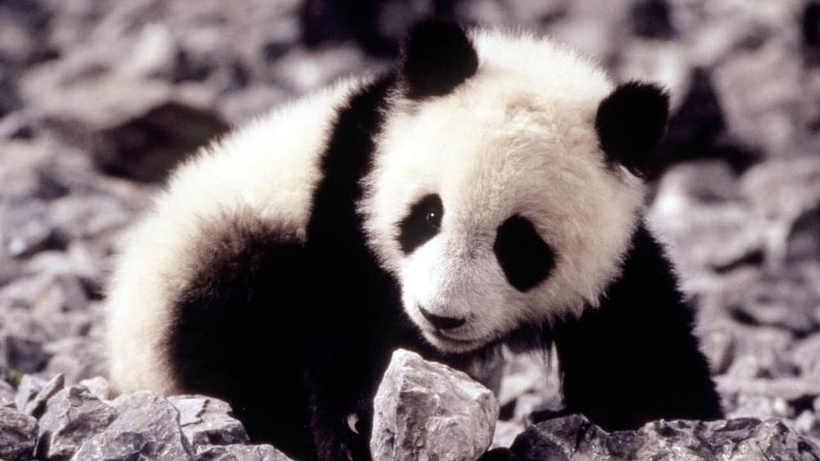 Imagen de El Pequeño Panda