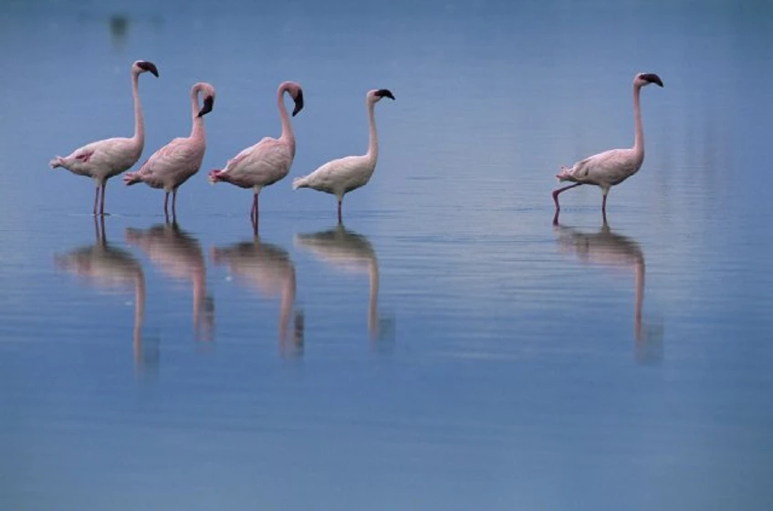 Imagen de the-crimson-wing-mystery-of-the-flamingos