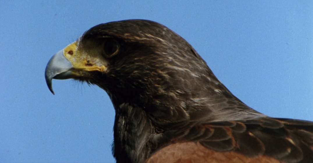 Imagen de El Ataque de los Pájaros