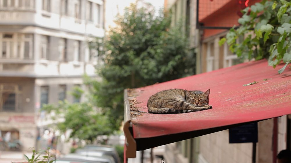 still of movie Kedi (Gatos de Estambul)