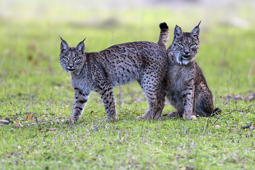 Imagen de Dehesa, el Bosque del lince ibérico