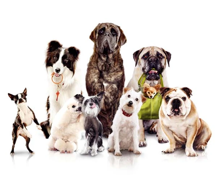 Imagen de Hotel para Perros