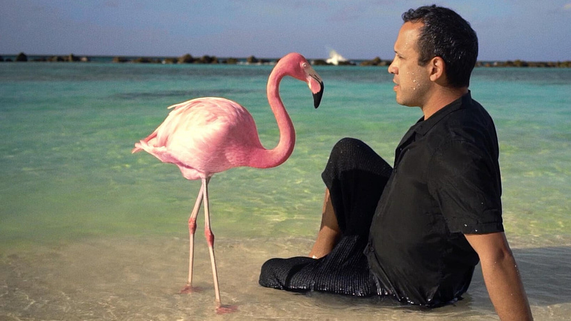 Imagen de The Mystery of the Pink Flamingo