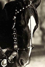 picture of actor Tony the Horse