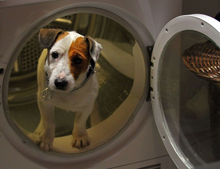 Imagen de Pancho. El Perro Millonario