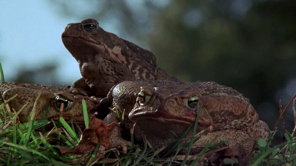 Imagen de Frogs (Ranas)