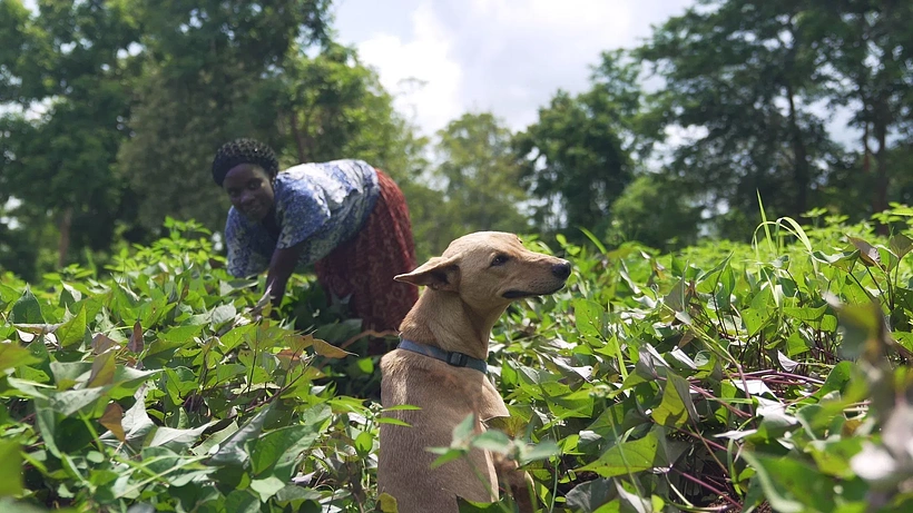 Imagen de No Nos Merecemos a Los Perros 