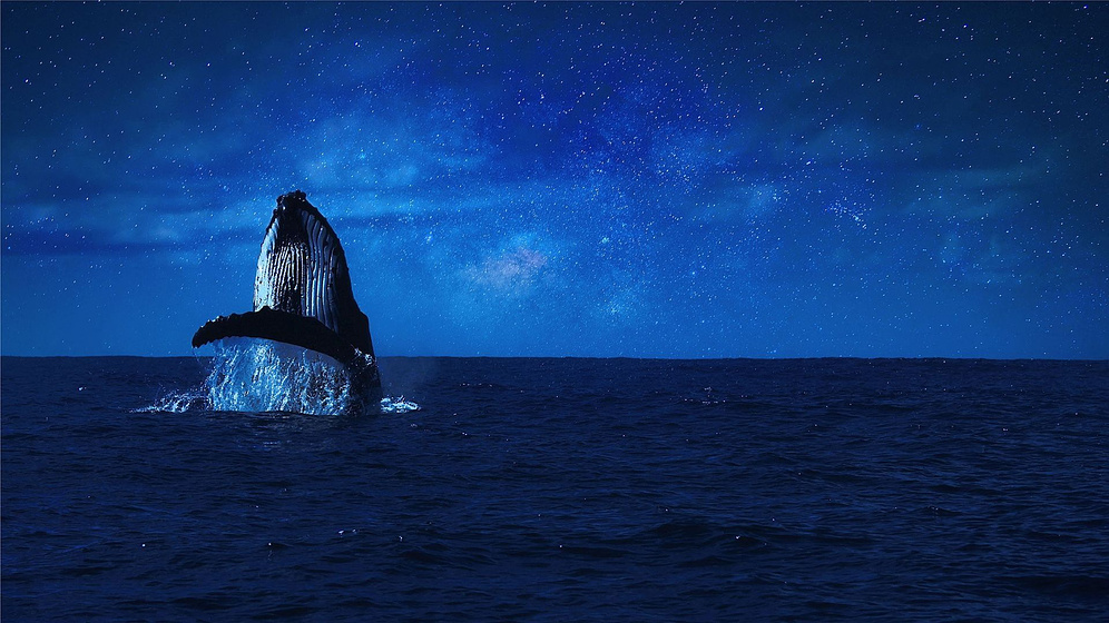 Imagen de Whales and I