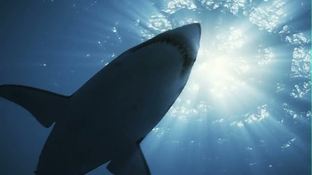 Imagen de Raiders of the Lost Shark