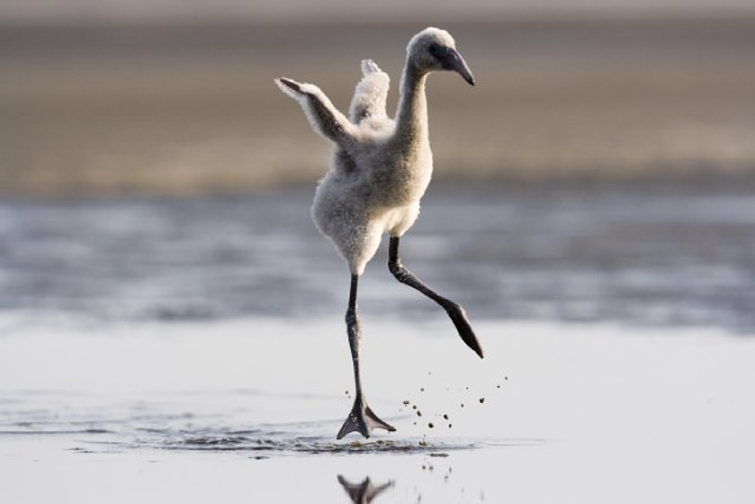 Imagen de The Crimson Wing: Mystery of the Flamingos