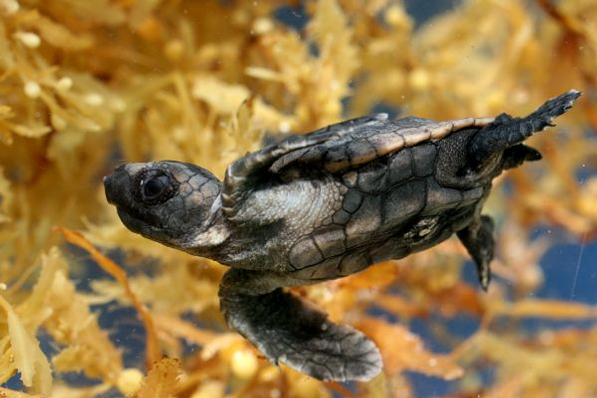 Imagen de El Viaje de la tortuga