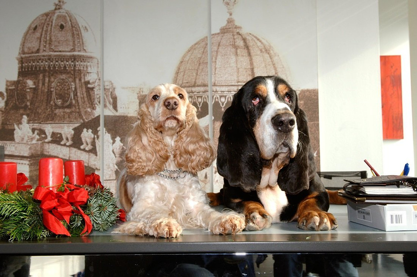 Imagen de Zwei Weihnachtshunde