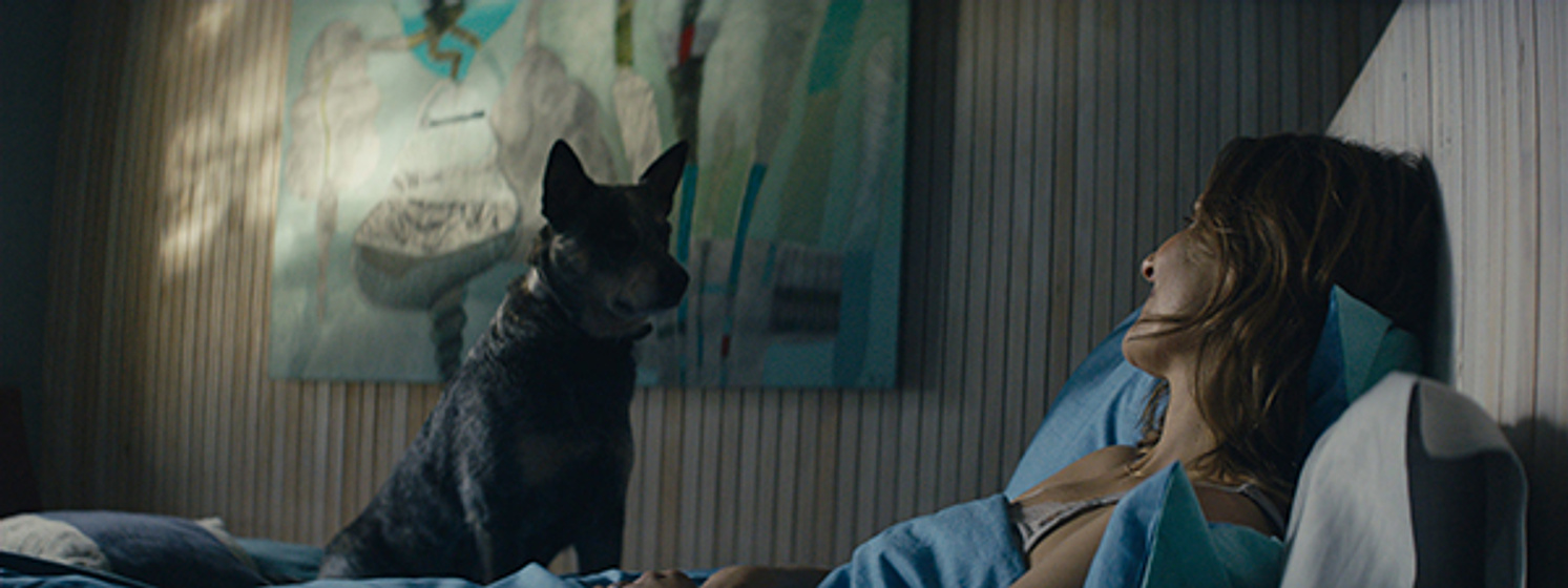 Imagen de Los perros