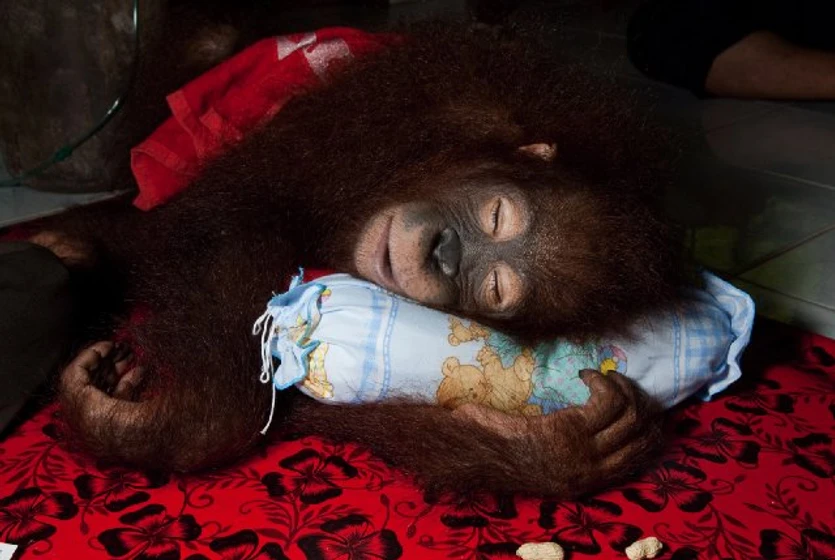 Imagen de born-to-be-wild