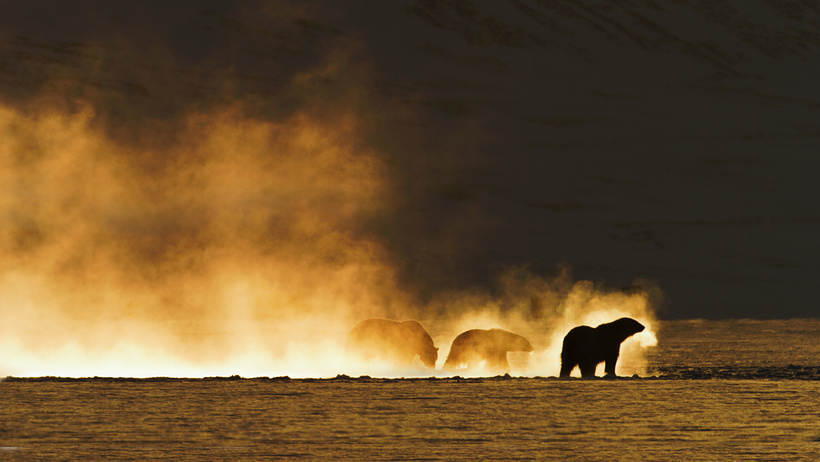 Imagen de Frost Without Snow and Ice