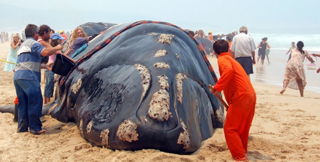 Imagen de El Secreto de las Ballenas