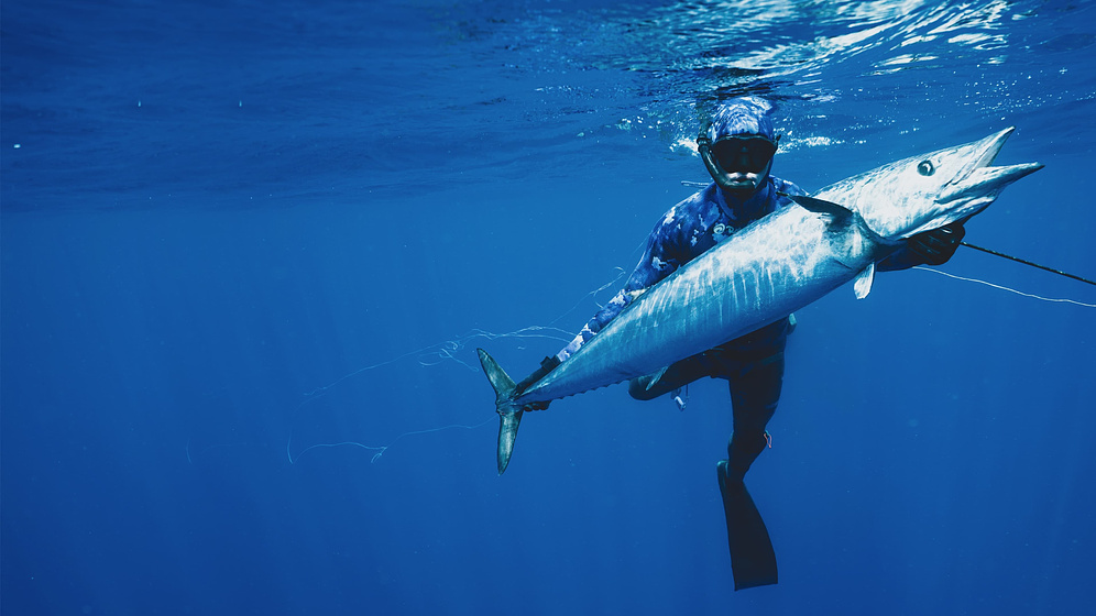 Imagen de Shark vs. Tuna