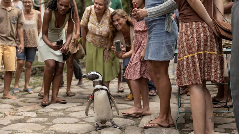 Imagen de Mi Amigo el Pingüino