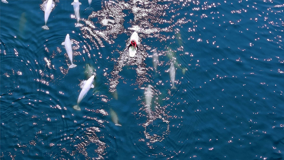 Imagen de Whales and I