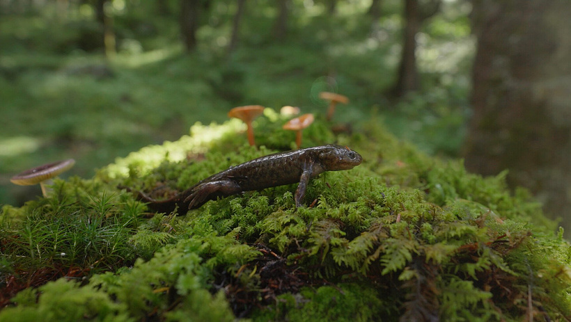 Imagen de Bätsi. El Ajolote y su Reflejo
