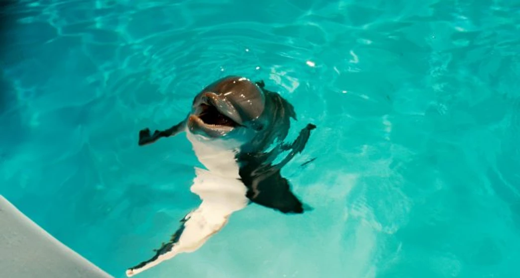 Imagen de la-gran-aventura-de-winter-el-delfin