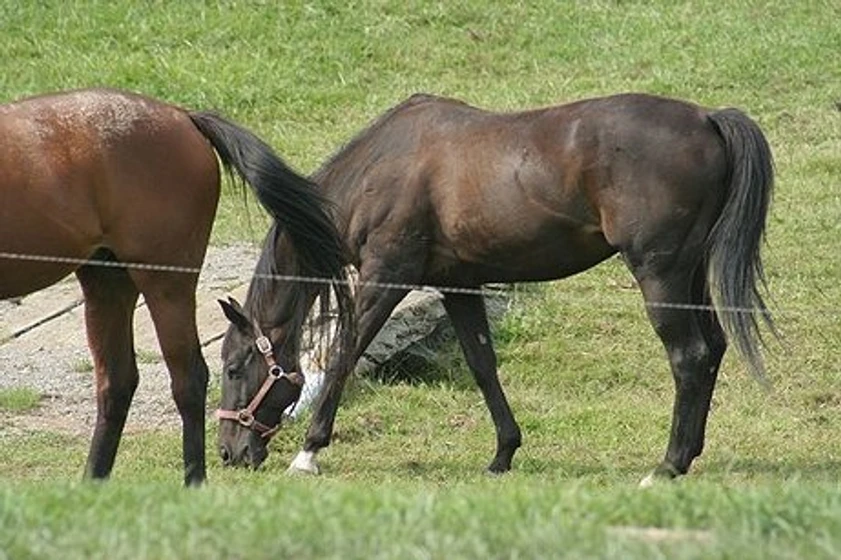 Imagen de el-indomable-big-spender