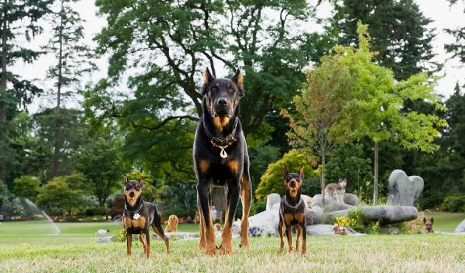 Imagen de Marmaduke