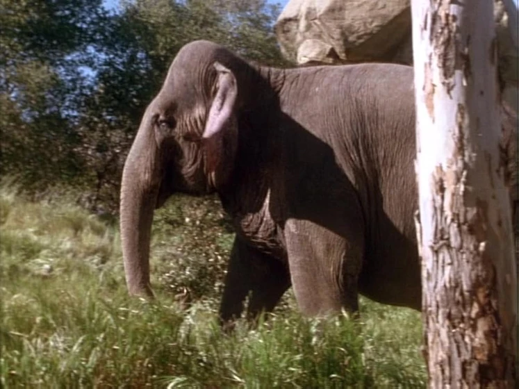 Imagen de la-historia-de-mowgli