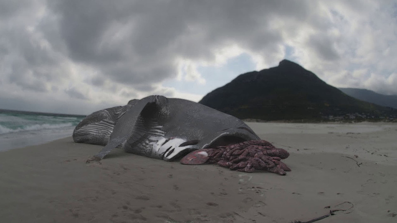 Imagen de Megalodon: The Monster Shark Lives