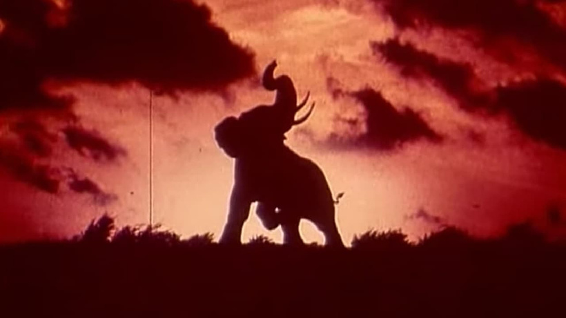 Imagen de Tusk