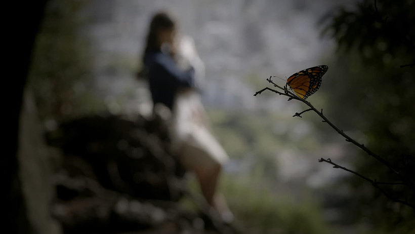 Imagen de Mariposa