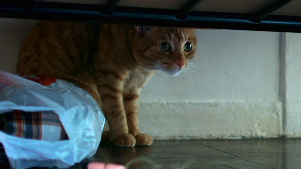 Imagen de un-gato-en-la-pared