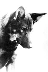 Foto de Rin-Tin-Tin