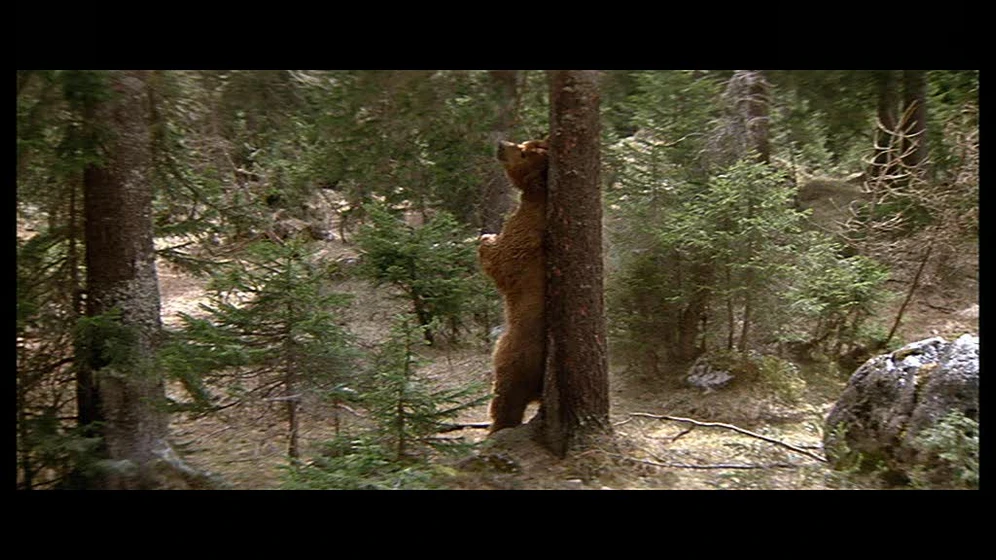 Imagen de El Oso